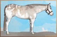 Horse Color:Bay Roan Splash Appaloosa 