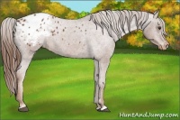 Horse Color:Chestnut Appaloosa 