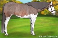 Horse Color:Bay Sabino Splash Appaloosa Rabicano