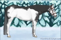 Horse Color:Black Splash Frame 