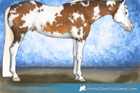 Horse Color:White Spotted Chocolate Palomino Splash 