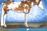 Horse Color:White Spotted Chocolate Palomino Splash