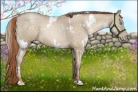 Horse Color:White Spotted Buckskin Pearl 