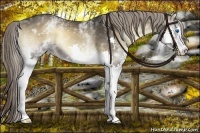Horse Color:White Spotted Liver Red Onyx Splash