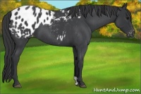 Horse Color:Blue Roan Appaloosa 