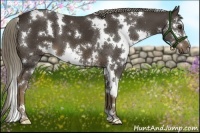 Horse Color:White Spotted Liver Chestnut Sabino 