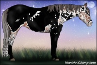 Horse Color:Brown Sabino Splash Appaloosa