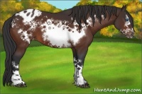Horse Color:Bay Frame Appaloosa 