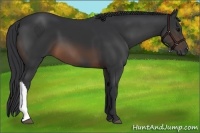 Horse Color:Brown 