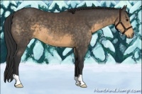 Horse Color:Buckskin 
