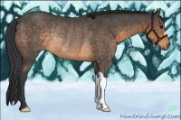 Horse Color:Buckskin Rabicano