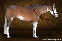 Horse Color:Bay Sabino Splash 