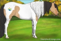 Horse Color:Bay Dun Tobiano