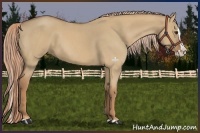 Horse Color:Red Dun Roan Splash 