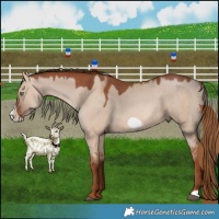 Horse Color:Red Dun Frame