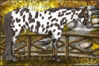 Horse Color:Liver Chestnut Near Leopard 