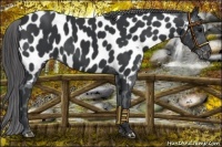 Horse Color:Black Near Leopard Rabicano 