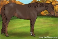Horse Color:Liver Chestnut 