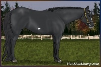 Horse Color:Black Frame 