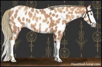 Horse Color:Gold Champagne Splash Near Leopard 