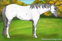 Horse Color:Blue Roan Appaloosa 
