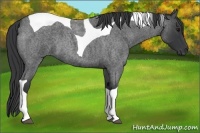 Horse Color:Blue Roan Tobiano