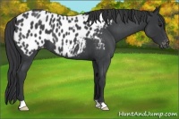 Horse Color:Blue Roan Appaloosa