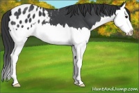 Horse Color:Blue Roan Splash Appaloosa