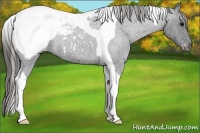 Horse Color:Blue Roan Tobiano Appaloosa
