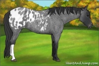 Horse Color:Blue Roan Appaloosa