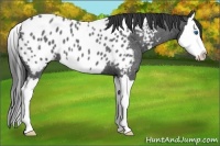 Horse Color:Blue Roan Splash Near Leopard 
