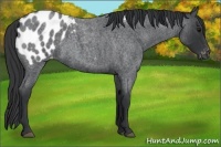 Horse Color:Blue Roan Appaloosa 