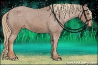 Horse Color:Chestnut Appaloosa 