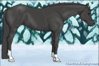 Horse Color:Smoky Black