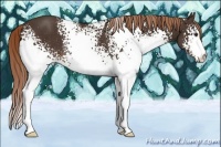 Horse Color:White Spotted Liver Chestnut Rabicano 