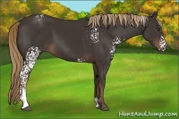 Horse Color:White Spotted Liver Chestnut 