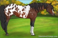 Horse Color:Bay Appaloosa 