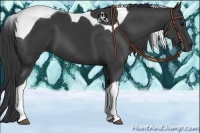 Horse Color:Smoky Black Tobiano 
