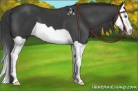 Horse Color:Smoky Black Splash