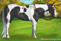 Horse Color:Black Splash Tobiano