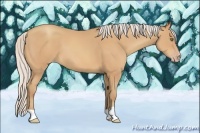Horse Color:Silver Amber Champagne 