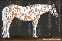 Horse Color:White Spotted Silver Bay Appaloosa Rabicano