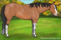 Horse Color:Bay Roan and Bay Roan Splash
