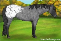 Horse Color:Blue Roan Appaloosa 