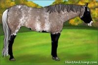 Horse Color:White Spotted Bay Splash Appaloosa Rabicano 