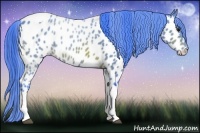Horse Color:Watercolor Bay Tobiano Appaloosa 