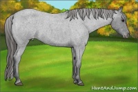 Horse Color:Blue Roan Varnish 