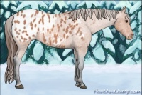 Horse Color:Bay Roan Appaloosa