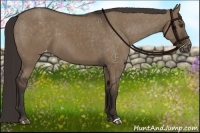 Horse Color:Liver Red Dun Appaloosa 