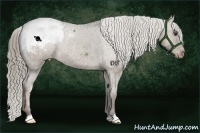 Horse Color:Liver Red Dun Appaloosa Brindle